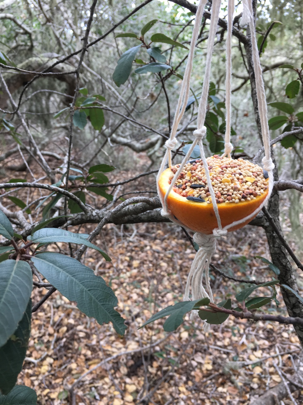 photo of a macrame bird feeder