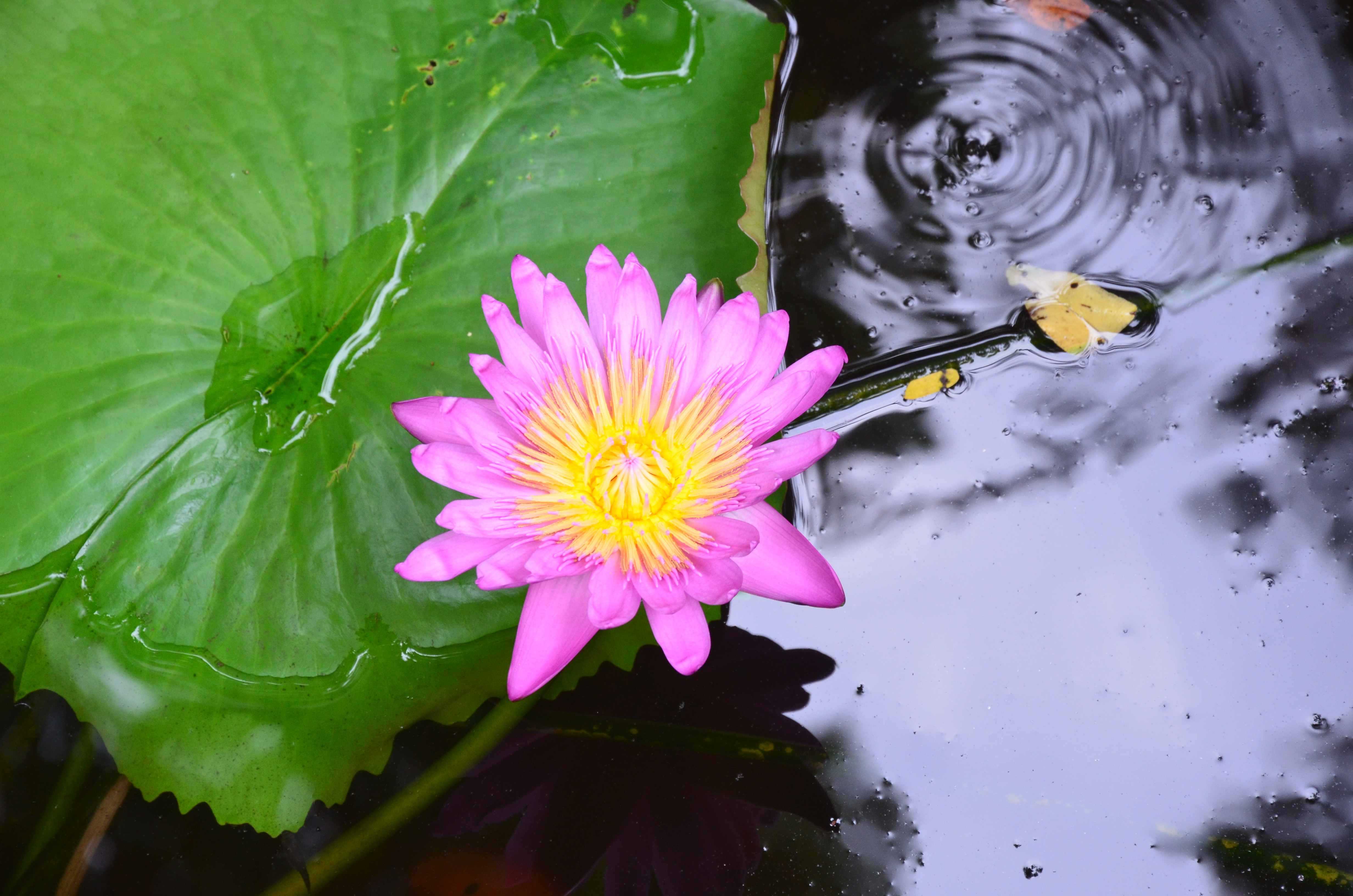 Lotus flower photo