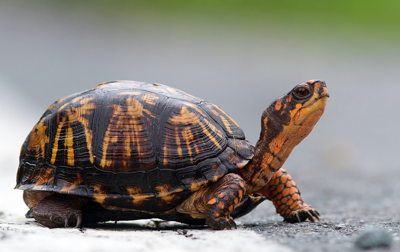 Box Turtle 