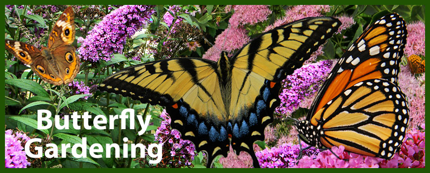 photo of butterflies on flowers