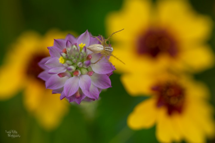 Photograph of prairie flowers