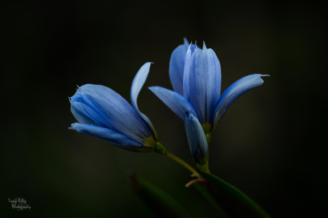 Tracy Riley macro photograph of blue flower