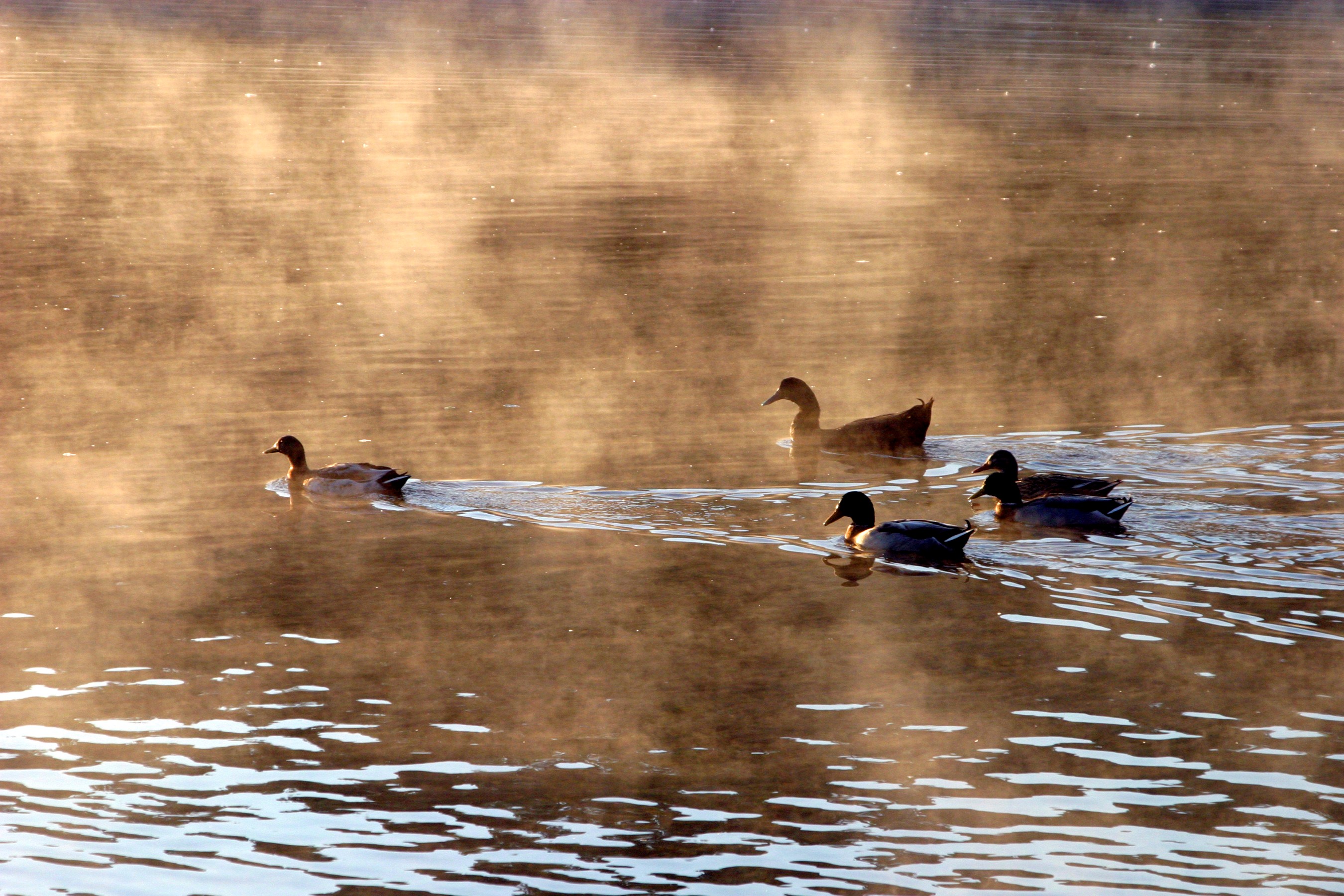 Ducks on lake