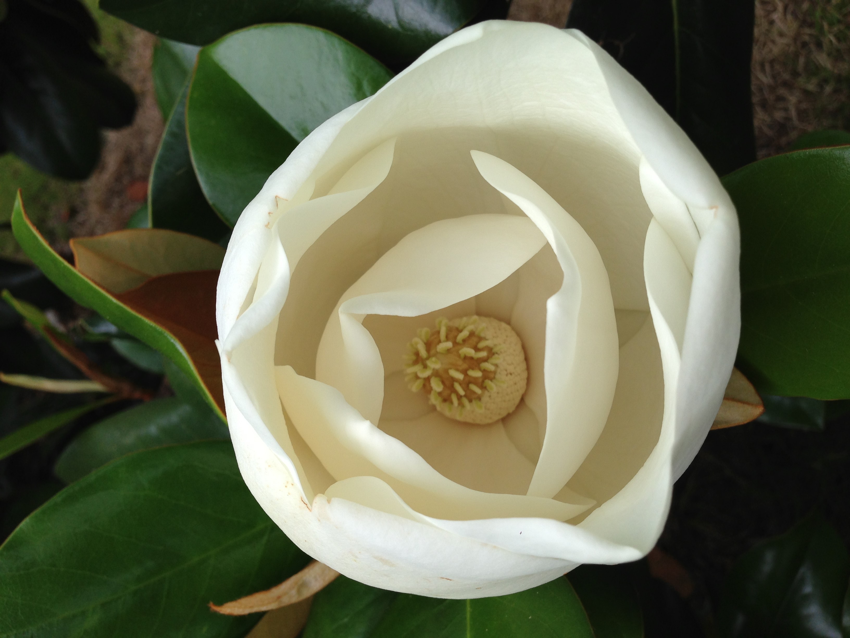 Magnolia blossum photo by Traci Mills