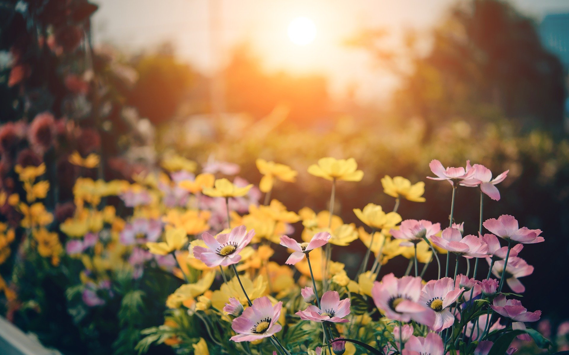 summer flowers