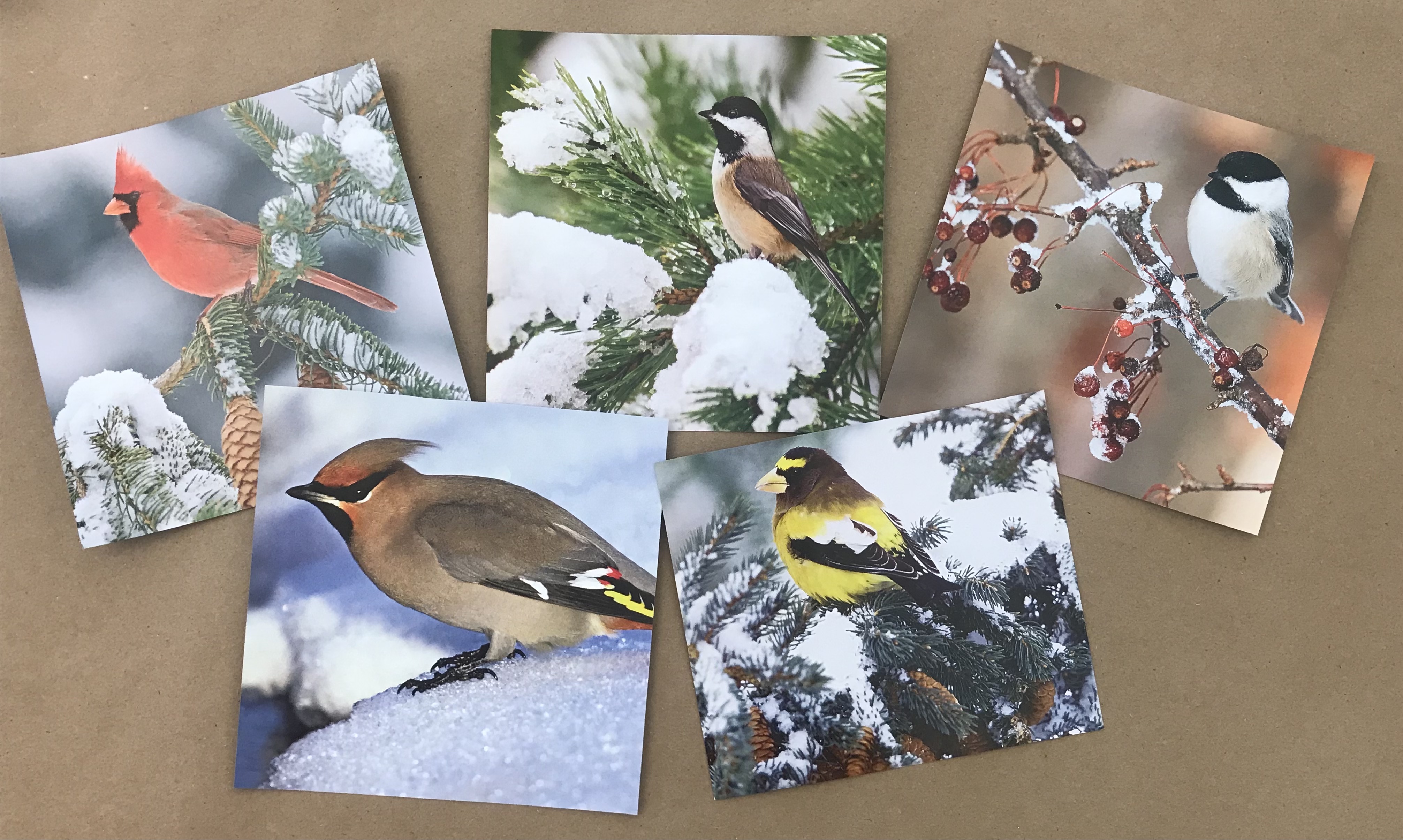 collage of 5 photos of winter birds