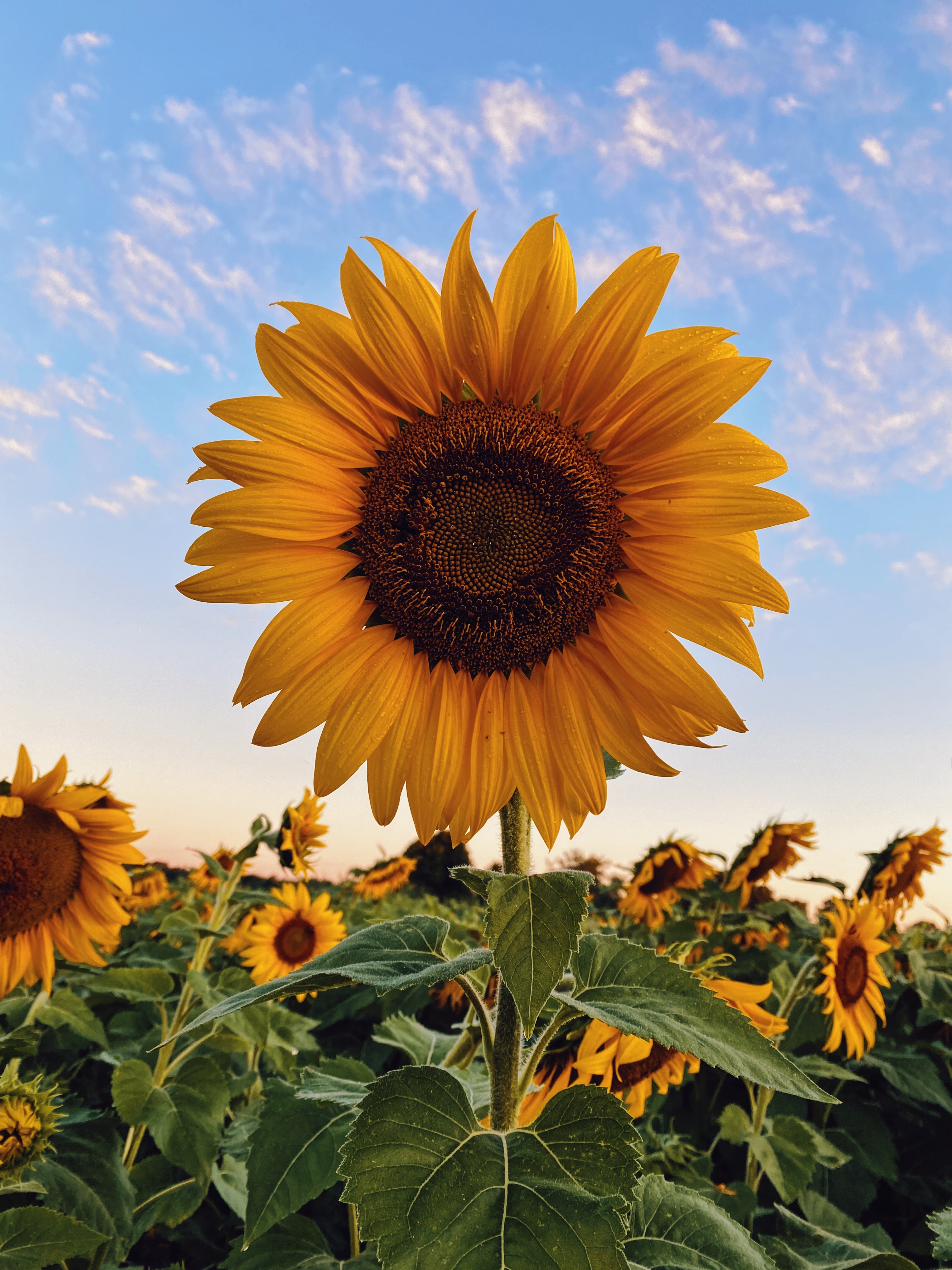 Big yellow Sunflower that has alot of smaller yellowsunflowers with green leaves off it against a light blue sky background. 