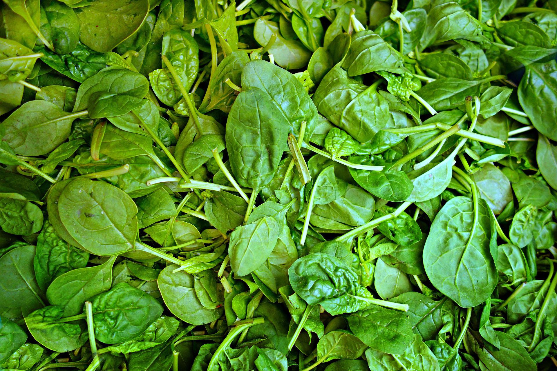 Large amount of green spinach leaves all spread flat from edge to edge. 
