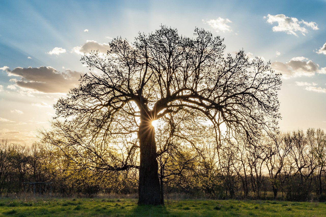 photo of oak tree with sun rising behind it