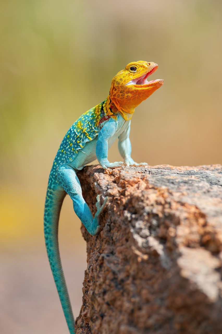 photograph of a colorful lizard by photographer Steven Hunter