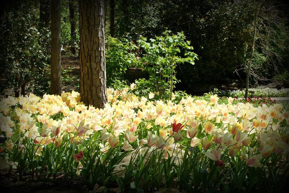 spring tulips under a pine tree