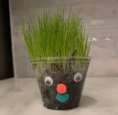 plant person, grass seeds planted in plastic cup with eyes and other facial features
