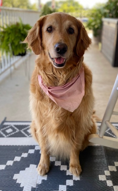 Golden retriever with pink bandana sitting on the front porch