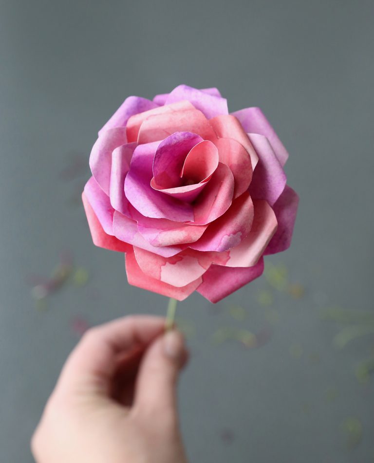Pink rose being held by hand. 