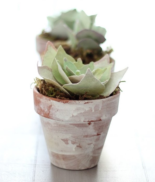 Succulent plant in a painted pot