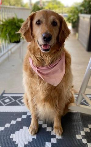 Riley the Therapy Dog